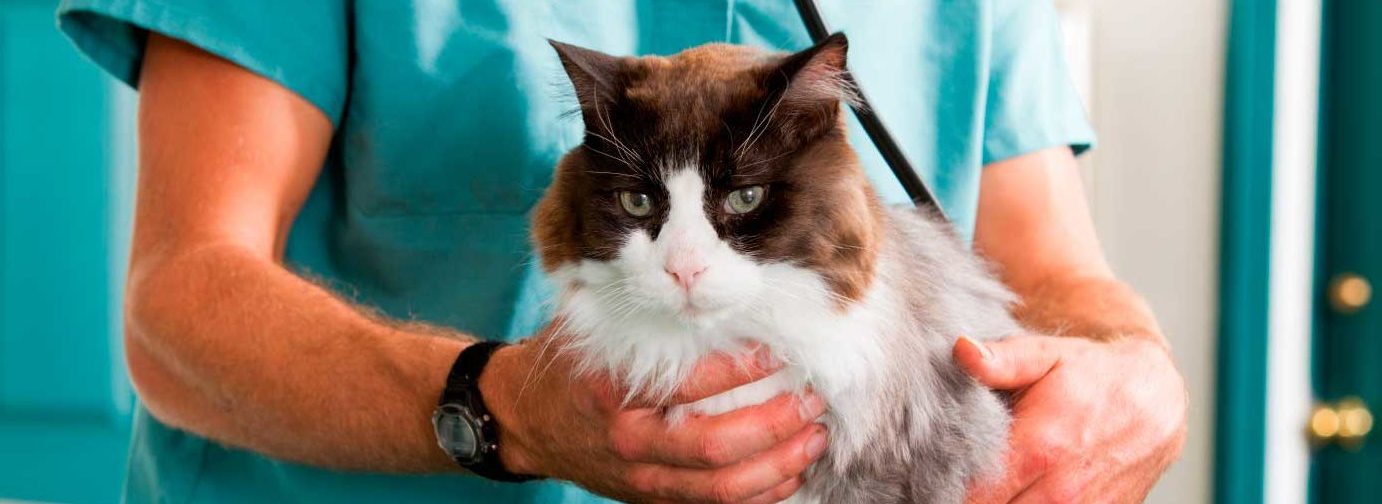 chequeo-veterinario-gatos