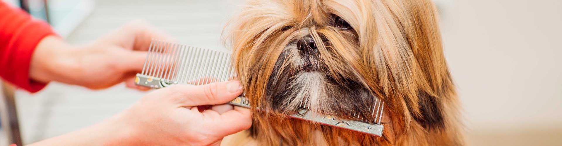 estetica-canina-blog