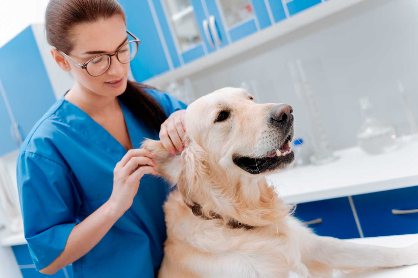 frakmenta-servicios-veterinarios-fraccionados-perro