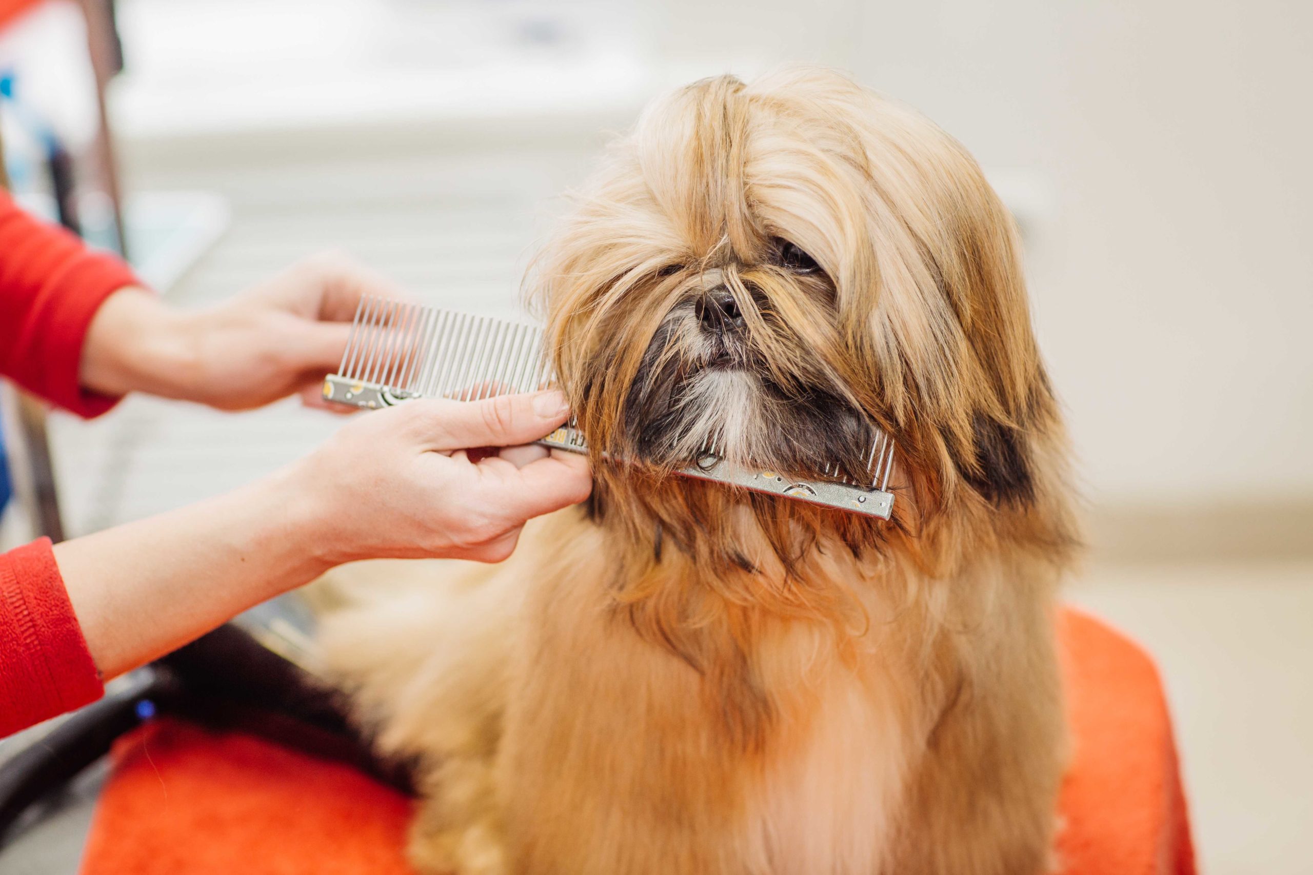 peluqueria-canina-felina