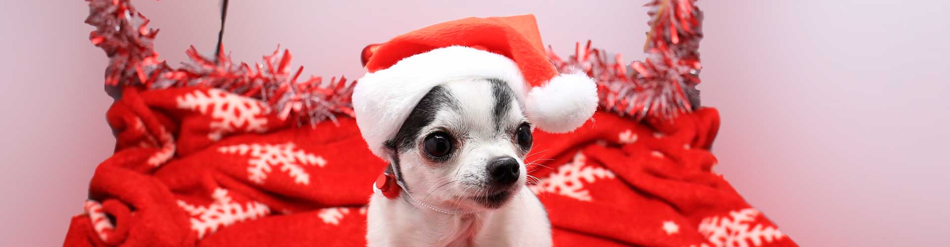 peluqueria-navidad-cabecera