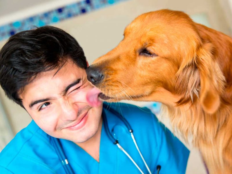 Chequeo-perros-veterinario