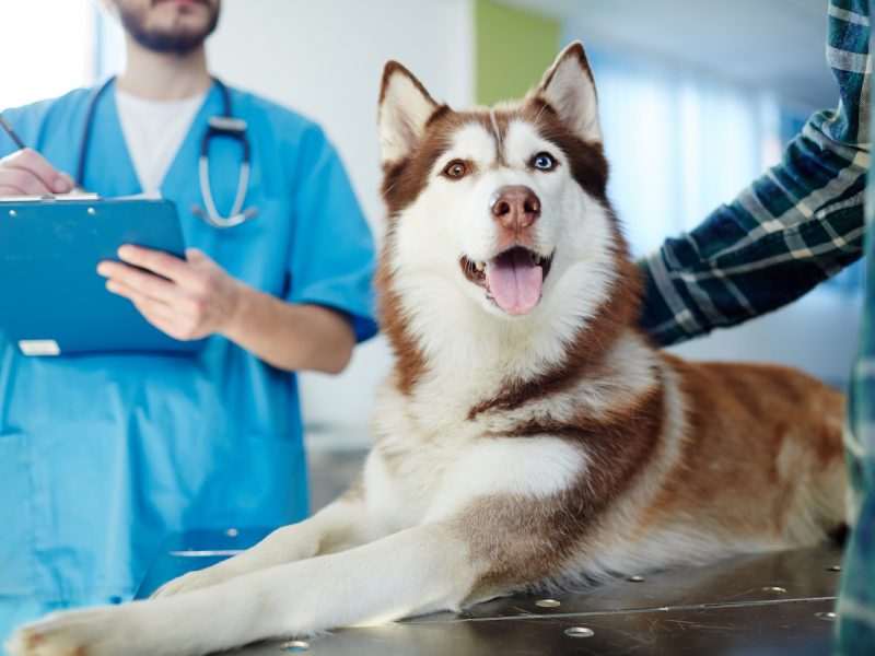 echamos-de-menos-perro-clinica-veterinaria