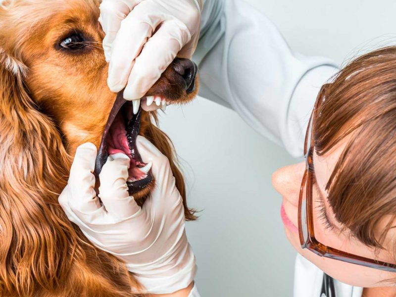 odontologia-higiene-bucal-mascotas